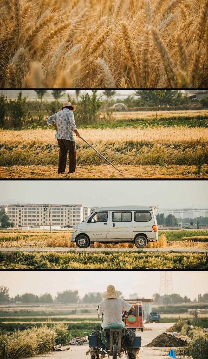 儿子耕种母亲的田地的寓意电影：探寻亲情与土地的深度羁绊